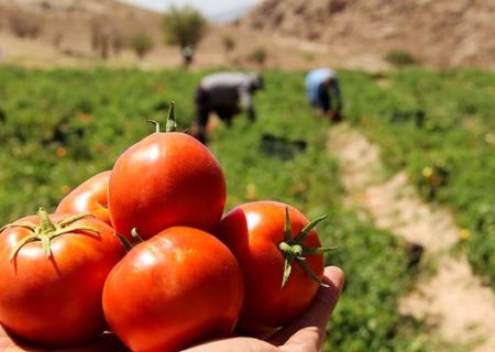 تعرفه ۷٠درصدی عوارض صادرات گوجه فرنگی لغو شد