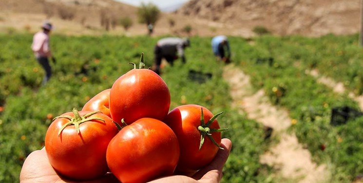 تعرفه ۷٠درصدی عوارض صادرات گوجه فرنگی لغو شد