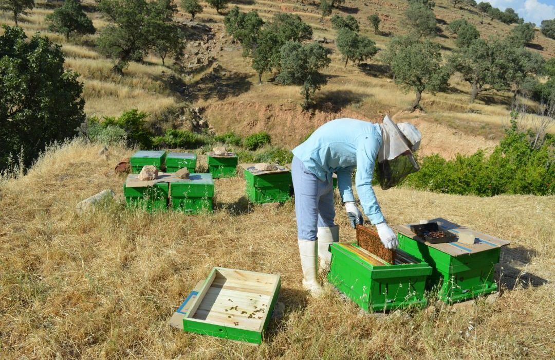 ۶۰ درصد اشتغال هرمزگان غیررسمی است