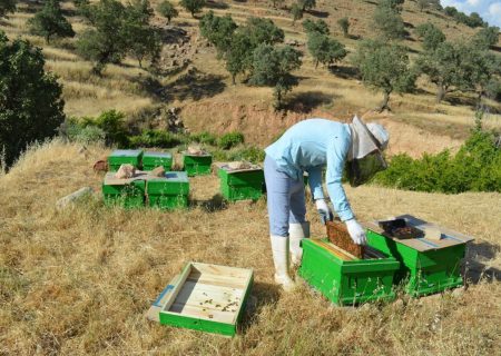 ۶۰ درصد اشتغال هرمزگان غیررسمی است