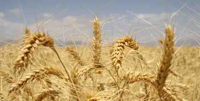افزایش ۳ برابری کشت محصول استراتژیک گندم در رودان