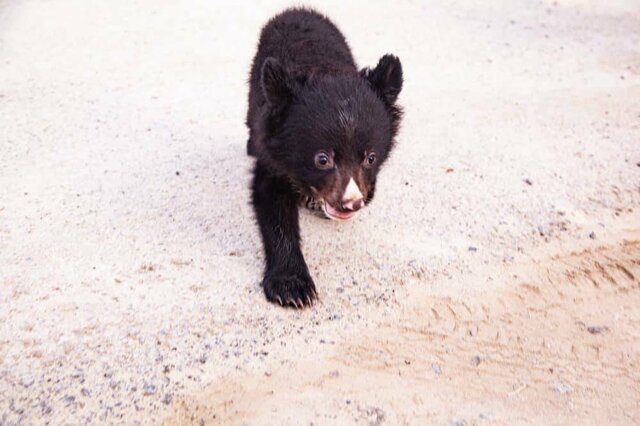 انتقال توله خرس سیاه رها شده از مادر به تهران