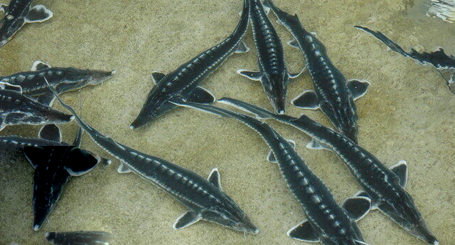 تولید ماهی خاویاری در هرمزگان به ۳۴ تن می‌رسد