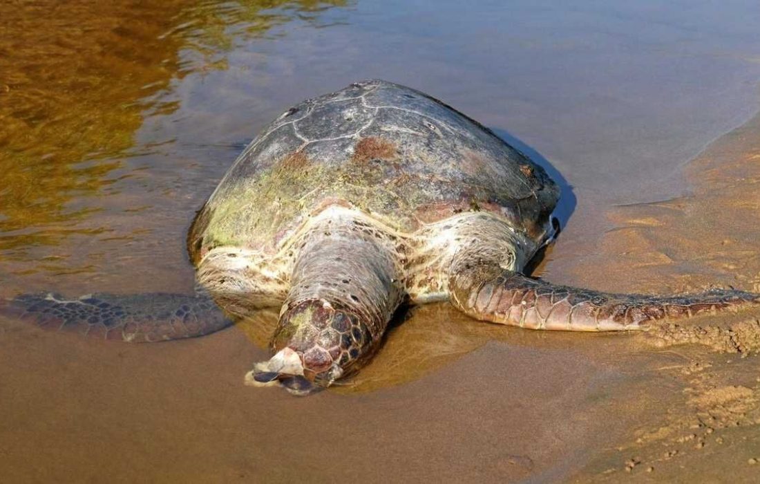 دیده شدن لاشه لاک‌پشت پوزه عقابی غول‌پیکر در ساحل بندرعباس