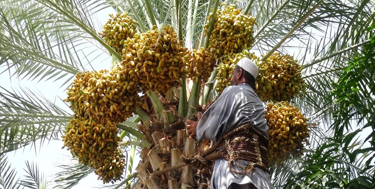 آغاز برداشت رطب در بستک