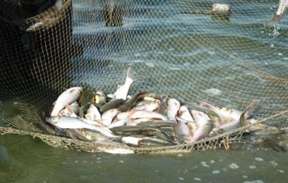 ممنوعیت صید میش ماهی در صیدگاه‌های هرمزگان از امروز آغاز شد
