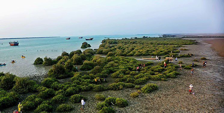 دومین رویداد مردمی جمع آوری بذر حرا از جنگل های مانگرو در بندر تیاب