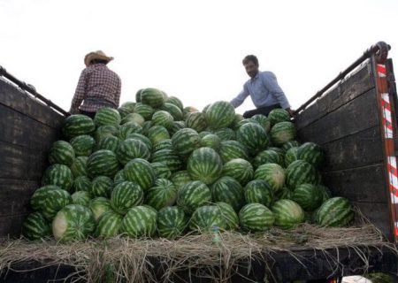 آغاز برداشت هندوانه شب یلدا در شهرستان میناب