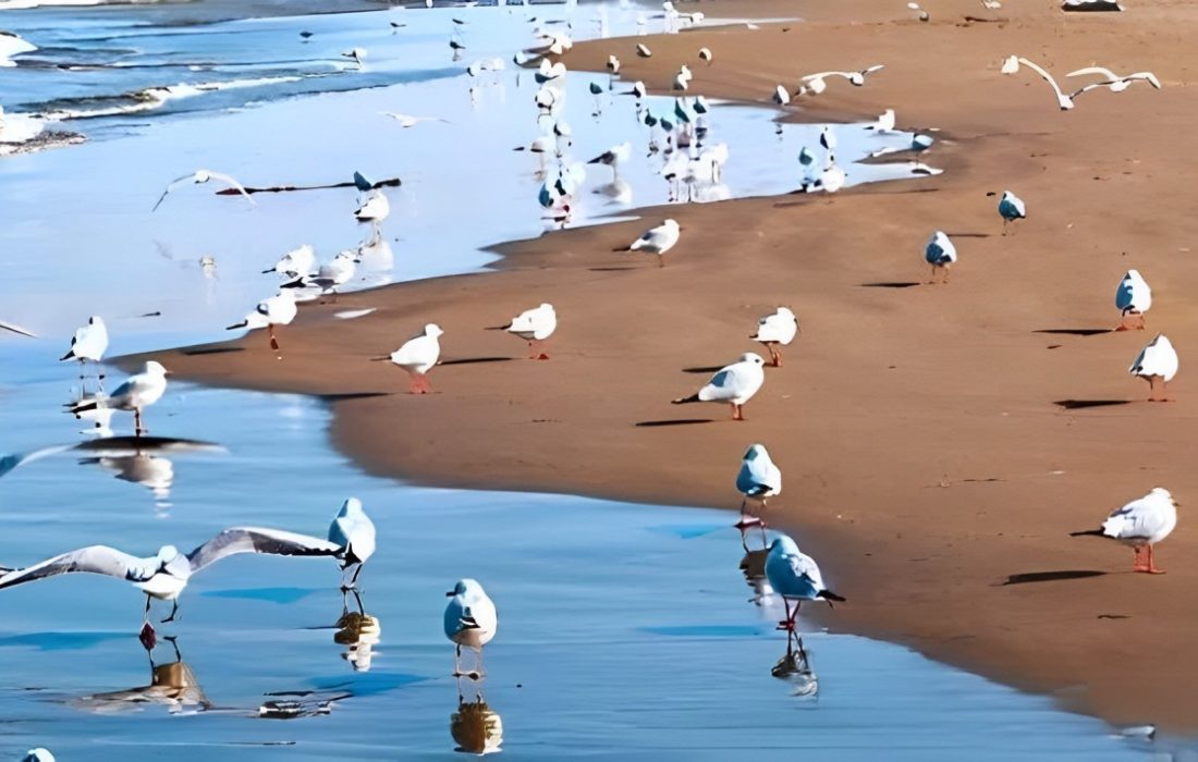 آغاز طرح پیشگیری از آنفلوآنزای فوق حاد پرندگان در هرمزگان