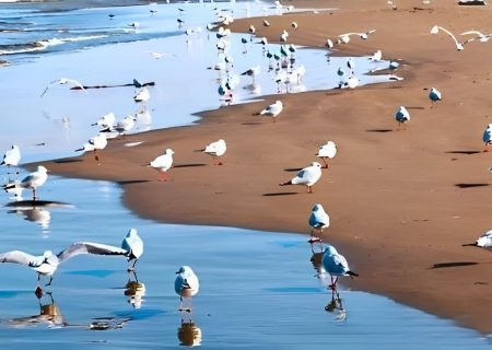 آغاز طرح پیشگیری از آنفلوآنزای فوق حاد پرندگان در هرمزگان